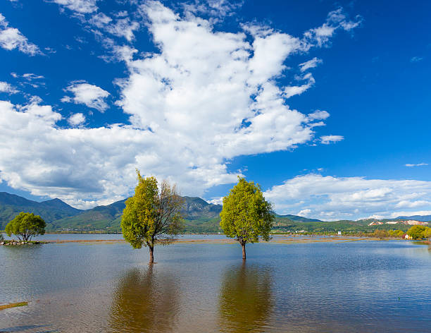 wetland de outono - lijiang landscape wetland marsh - fotografias e filmes do acervo