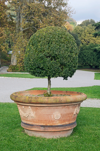 a potted buxus plant in a public park