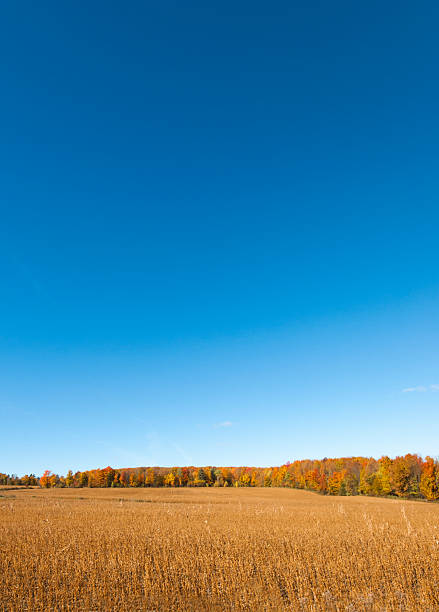 Autumn field stock photo