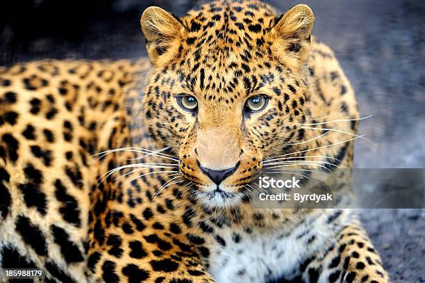 Leopard Stock Photo - Download Image Now - Animal, Animal Body Part, Animal Head - iStock Leopard Stock Photo - Download Image Now - Animal, Animal Body Part, Animal Head - iStock