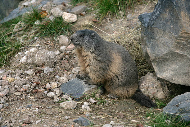 istock Alpine marmot, Marmota marmo 185988199