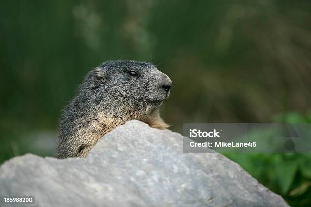 Alpine Marmot Marmota Marmo Stock Photo - Download Image Now - Alpine Marmot,  Animal Wildlife, Europe - iStock