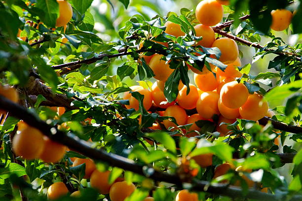 istock Apricot  tree branch and Fruits. 185988476