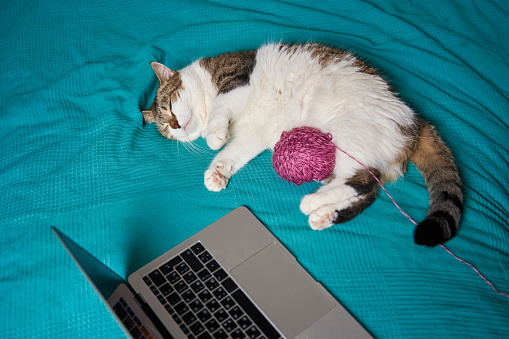 spotted furry cat sleeps on the sofa next to a ball of knitting thread and an open laptop