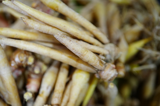 Finger root and ginger in a basket