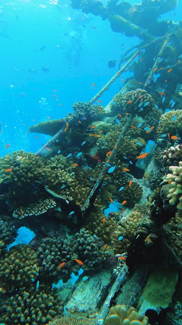 Vaavu Shipwreck with coral reef and school of fish underwater at maldives island