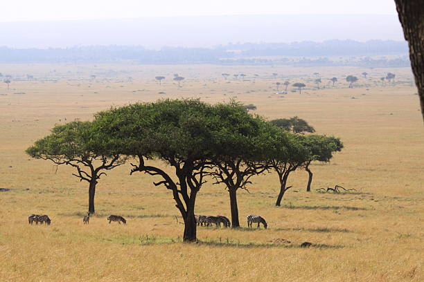 istock Trees in the Masai Mara with Grazing Zebras 185988968
