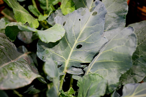 Close-up Kale eaten away by catepillar