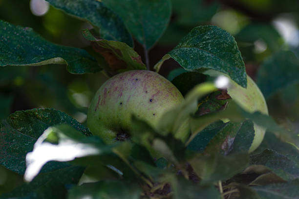 maçã na árvore - pyrinae - fotografias e filmes do acervo