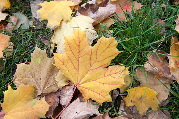 istock In a city park, autumn 185989464