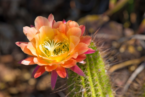 This is a photograph of a cactus in Saguaro National Park in Arizona, USA on a spring day.