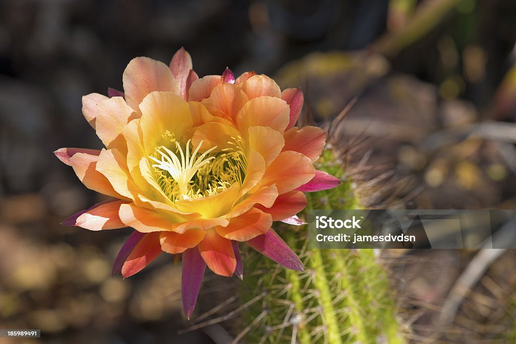 Multi-Colored Cactus Bloom A Cactus Bloom after the summer rains Cactus Stock Photo