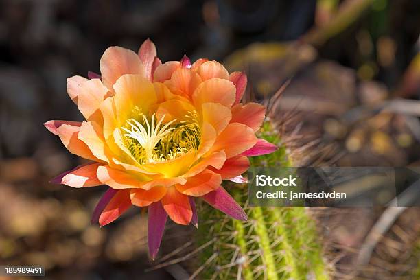 Multicolored Cactus Bloom Stock Photo - Download Image Now - Cactus, Flower Head, Orange Color