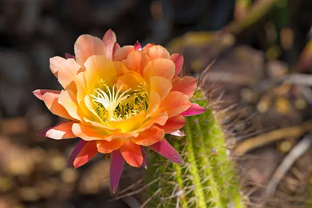 Photo of Multi-Colored Cactus Bloom