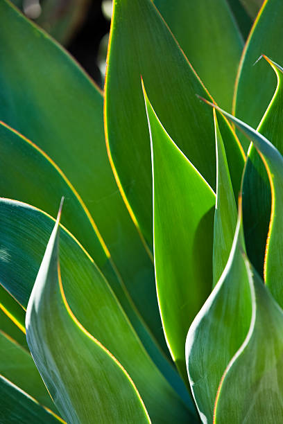 Close-Up of BackLit Century Plant Leaves stock photo
