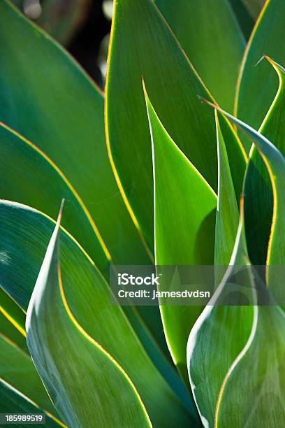 Closeup Of Backlit Century Plant Leaves Stock Photo - Download Image Now - Abstract, Agave Plant, Back Lit