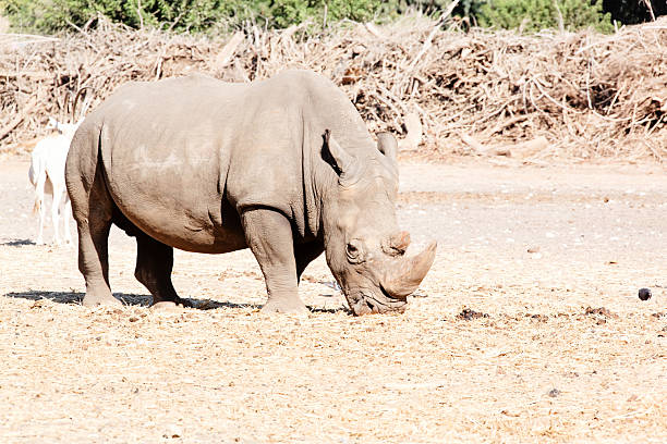 istock rhino in the wild 185989603