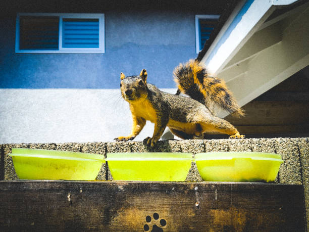 istock Squirrel caught eating bird food 1859902936