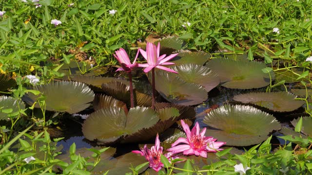 Water lily at small pond, overgrown with other plants