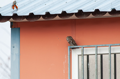 Little Owl (Athene noctua) in the window of a house.