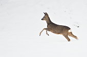 Capreolus capreolus european roe deer is running on a field covered by snow.