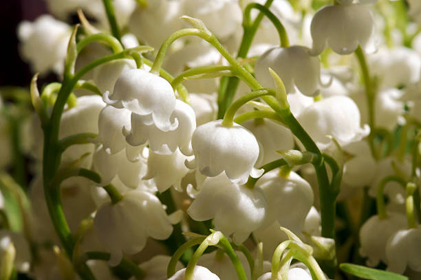 istock lily of the valley 185995872