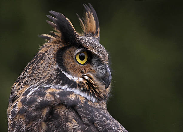 istock Great Horned Owl Close-Up 185995954