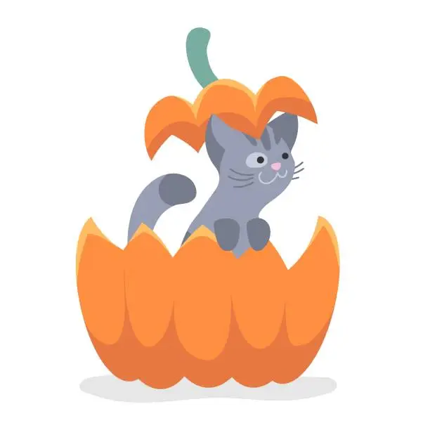 Vector illustration of Cute gray kitten, cat sitting in the ginger, red cut pumpkin and pumpkin cover on head isolated on white. Vector illustration for postcard, banner, decor, design, arts, web, calendar, advirtising