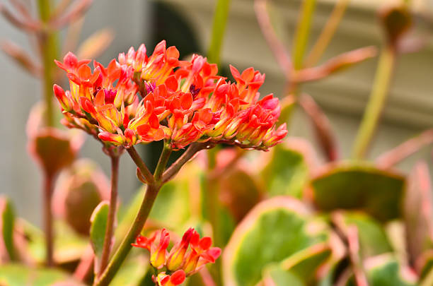 istock Kalanchoe blossfeldiana 185998168