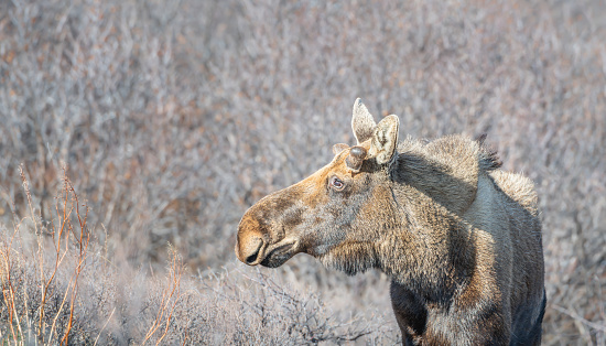 Alaska moose on the Savage River Trail in Denali National Park, Alaska, USA