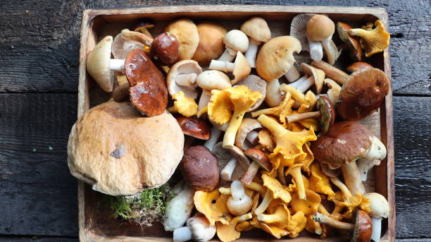 istock Box of fresh mixed forest mushrooms on wooden table 1859985780