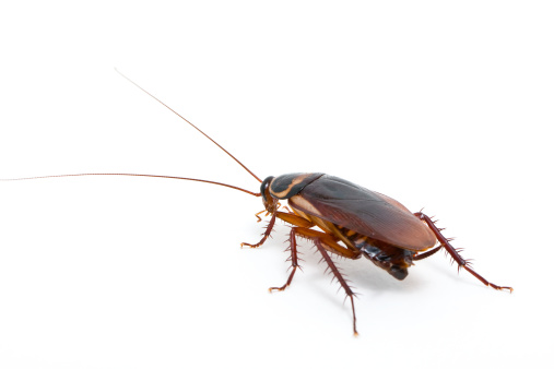 cockroach isolated on a white background.