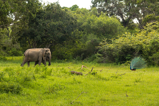 Safari in Sri Lanka National Park