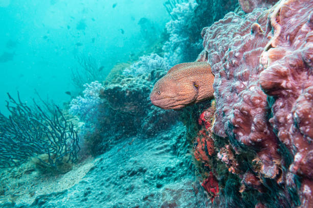 istock Giant Morey Eel, Musandam, Oman 1859992124