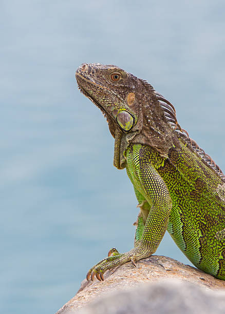 istock Green Iguana (Iguana iguana) sitting on rocks 185999523