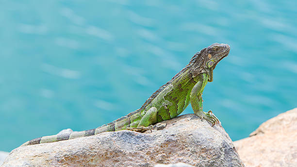 istock Green Iguana (Iguana iguana) sitting on rocks 185999540