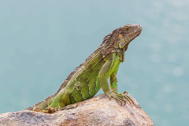 istock Green Iguana (Iguana iguana) sitting on rocks 185999544