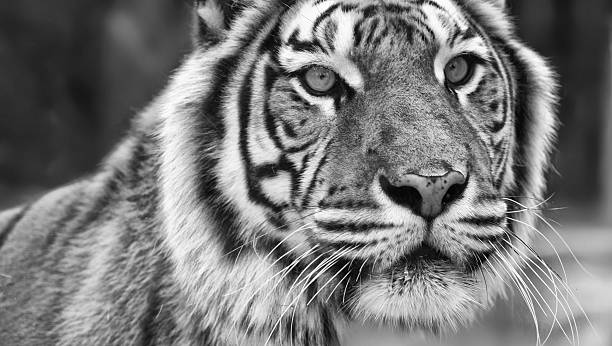 istock Face Of Majestic Big Bengal Tiger 185999561