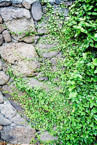 istock background of flowers and plants 186000164