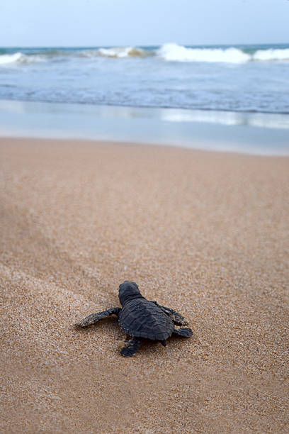 istock Newly hatched baby Loggerhead  turtle toward the ocean 186000223