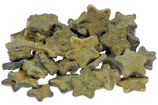 crinoid stars from Ellange, Luxembourg isolated on white background