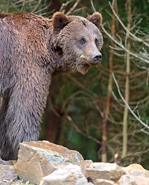 istock Brown bears in the Carpathians. 186001451