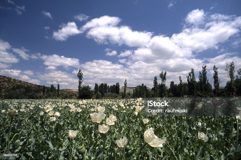 Opium Poppies This field of Opium poppies ( papaverum somniferum ) has been shot in Denizli - Turkey. Agricultural Field Stock Photo
