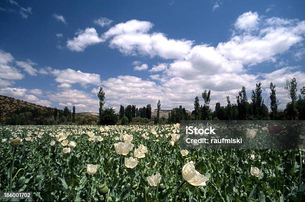 Opium Poppies Stock Photo - Download Image Now - Agricultural Field, Agriculture, Anatolia