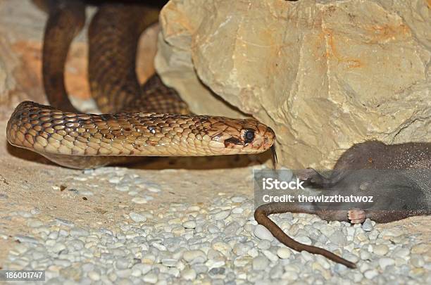 Egyptian Cobra Stock Photo - Download Image Now - Africa, Animal, Cobra