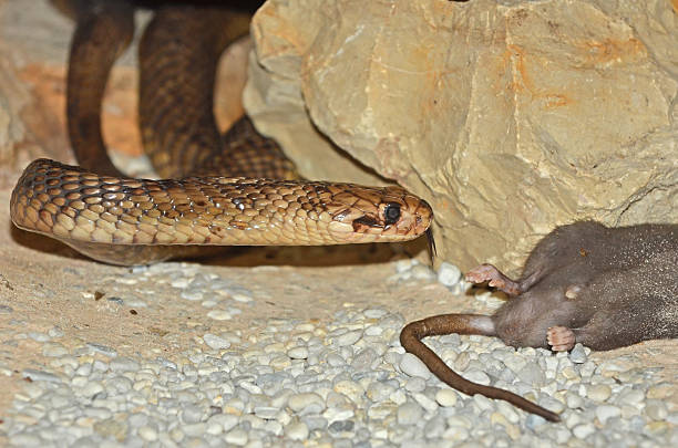 cobra-capelo egípcia - snake cobra egyptian cobra poisonous organism imagens e fotografias de stock