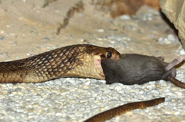 cobra egiziano - snake cobra egyptian cobra poisonous organism foto e immagini stock