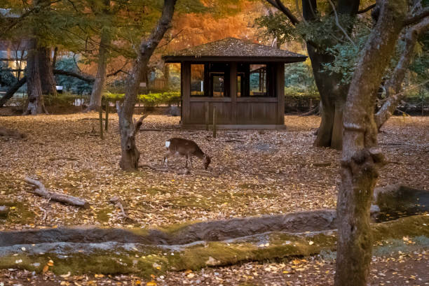 Sika deer looking for food