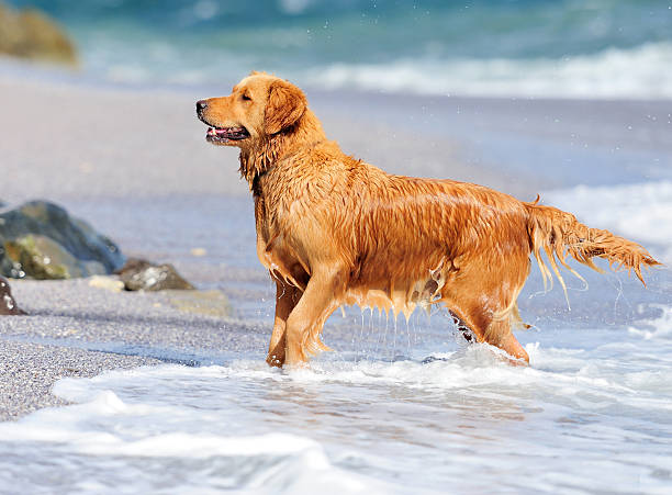 istock Young golden retriever 186002060