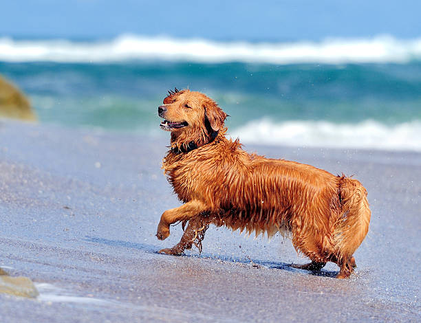 istock Young golden retriever 186002064
